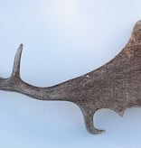 DAMHERT GEWEI AFWERP STANG - ± 1 kg - 62 cm