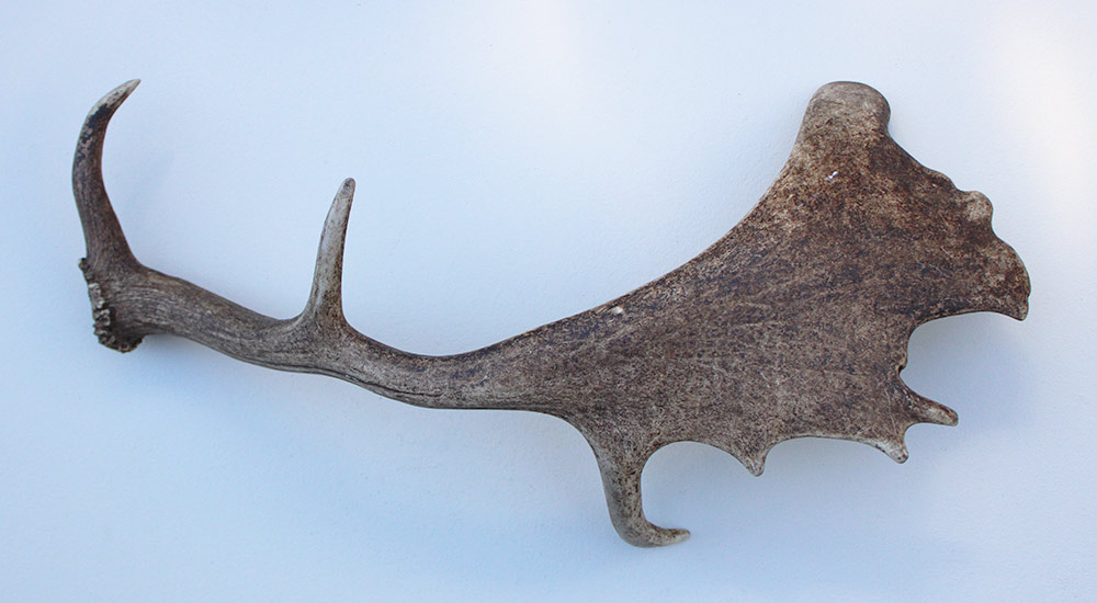 DAMHERT GEWEI AFWERP STANG - ± 1 kg - 62 cm