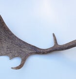 DAMHERT GEWEI AFWERP STANG - ± 1 kg - 62 cm