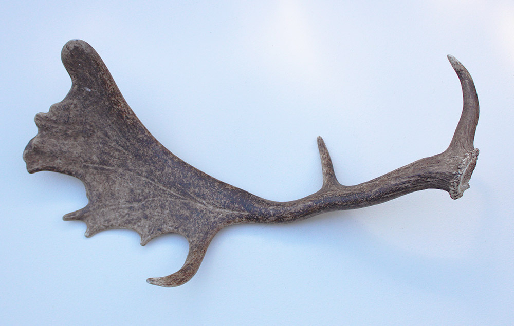 DAMHERT GEWEI AFWERP STANG - ± 1 kg - 62 cm