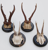 4 x antiek REE GEWEI  op zwart houten schild  - rond 1910