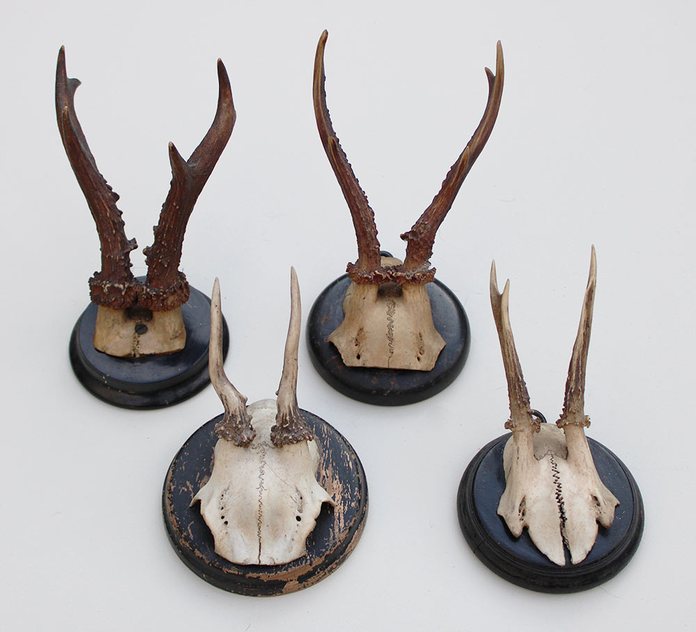 4 x antiek REE GEWEI  op zwart houten schild  - rond 1910