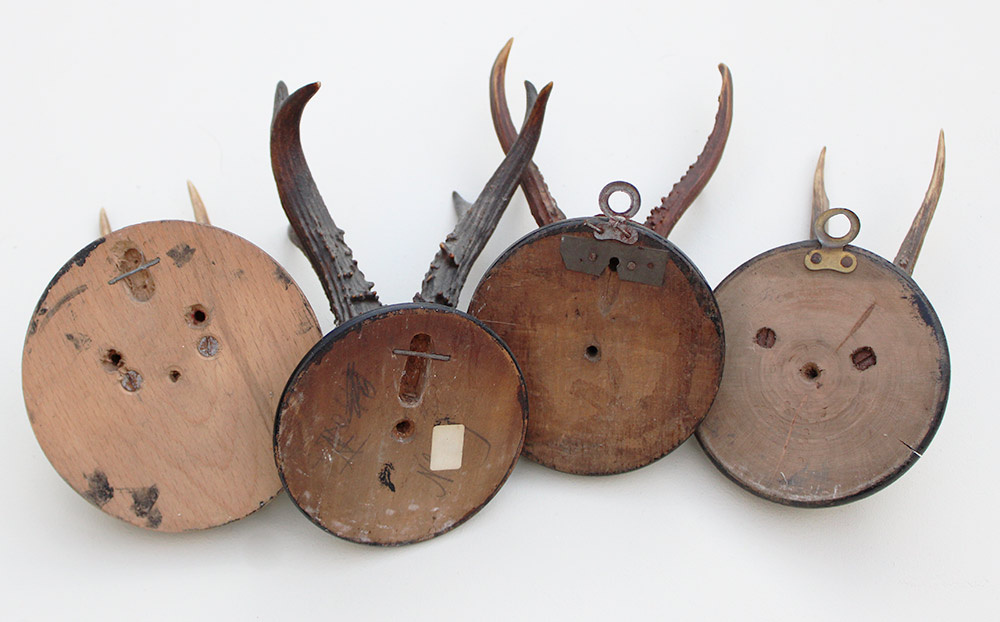 4 x antiek REE GEWEI  op zwart houten schild  - rond 1910