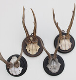 4 x antiek REE GEWEI  op zwart houten schild  - rond 1920