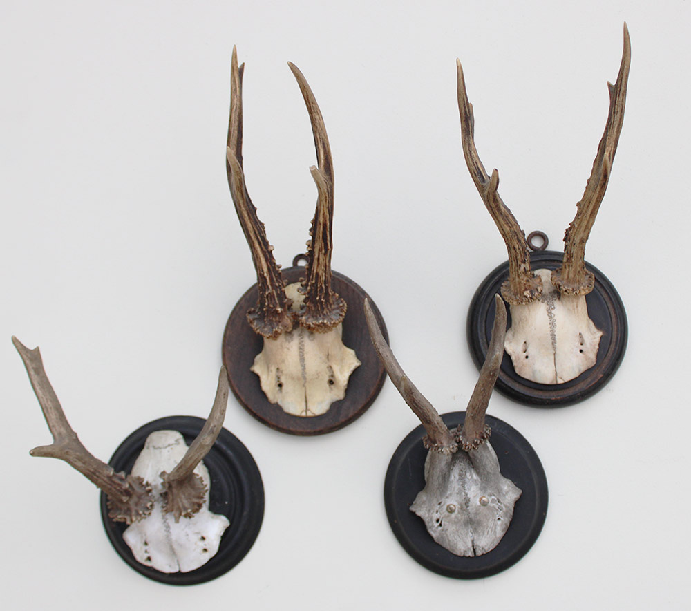 4 x antiek REE GEWEI  op zwart houten schild  - rond 1920