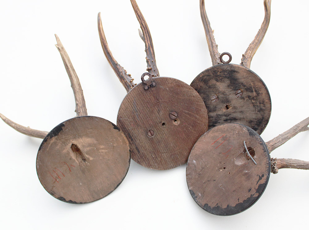 4 x antiek REE GEWEI  op zwart houten schild  - rond 1920
