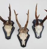3 x groot REE GEWEI op houten schild  - met kaakdeeltjes