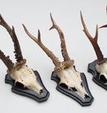 3 x groot REE GEWEI op houten schild  - met kaakdeeltjes