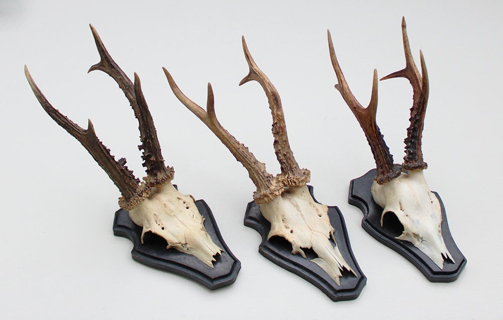 3 x groot REE GEWEI op houten schild  - met kaakdeeltjes