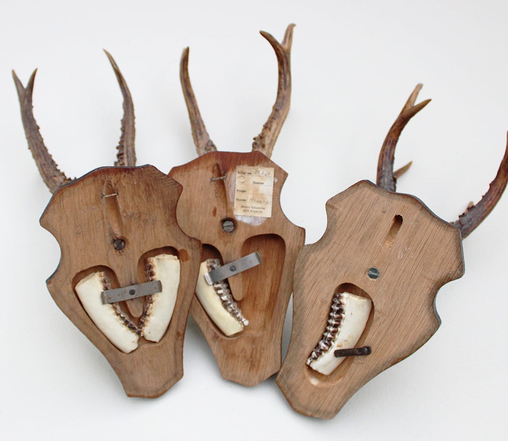 3 x groot REE GEWEI op houten schild  - met kaakdeeltjes