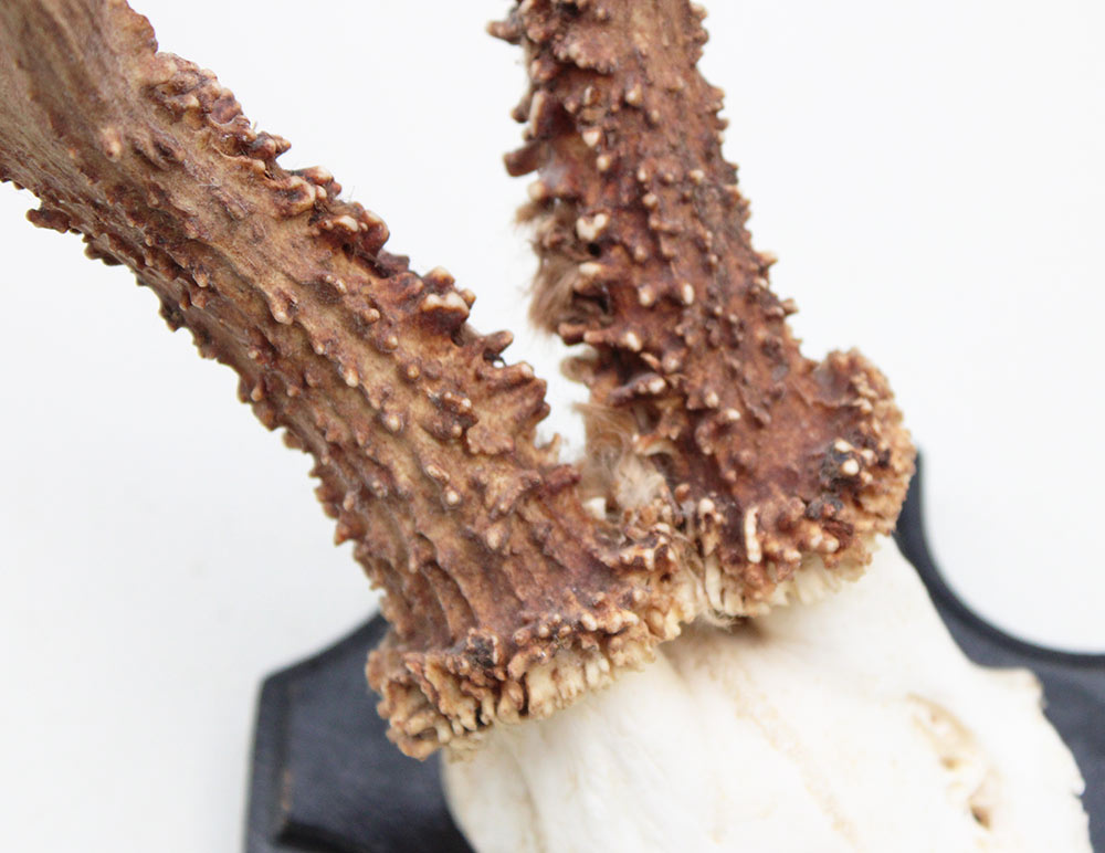 Mooi gepareld zesender REE GEWEI  - stanglengte 22 cm