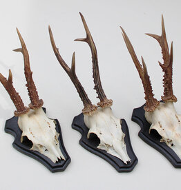 3 x groot zesender REE GEWEI op houten schild -  set K