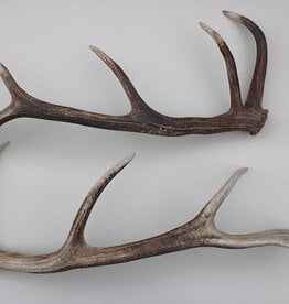 2 EDELHERT GEWEI STANGEN - geen paar - 80 cm - 2,5 kg