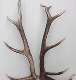 2 EDELHERT GEWEI STANGEN - geen paar - 80 cm - 2,5 kg
