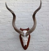Schedel KUDU ANTILOPE op houten schild
