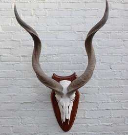 Schedel KUDU ANTILOPE op schild - Ref. B