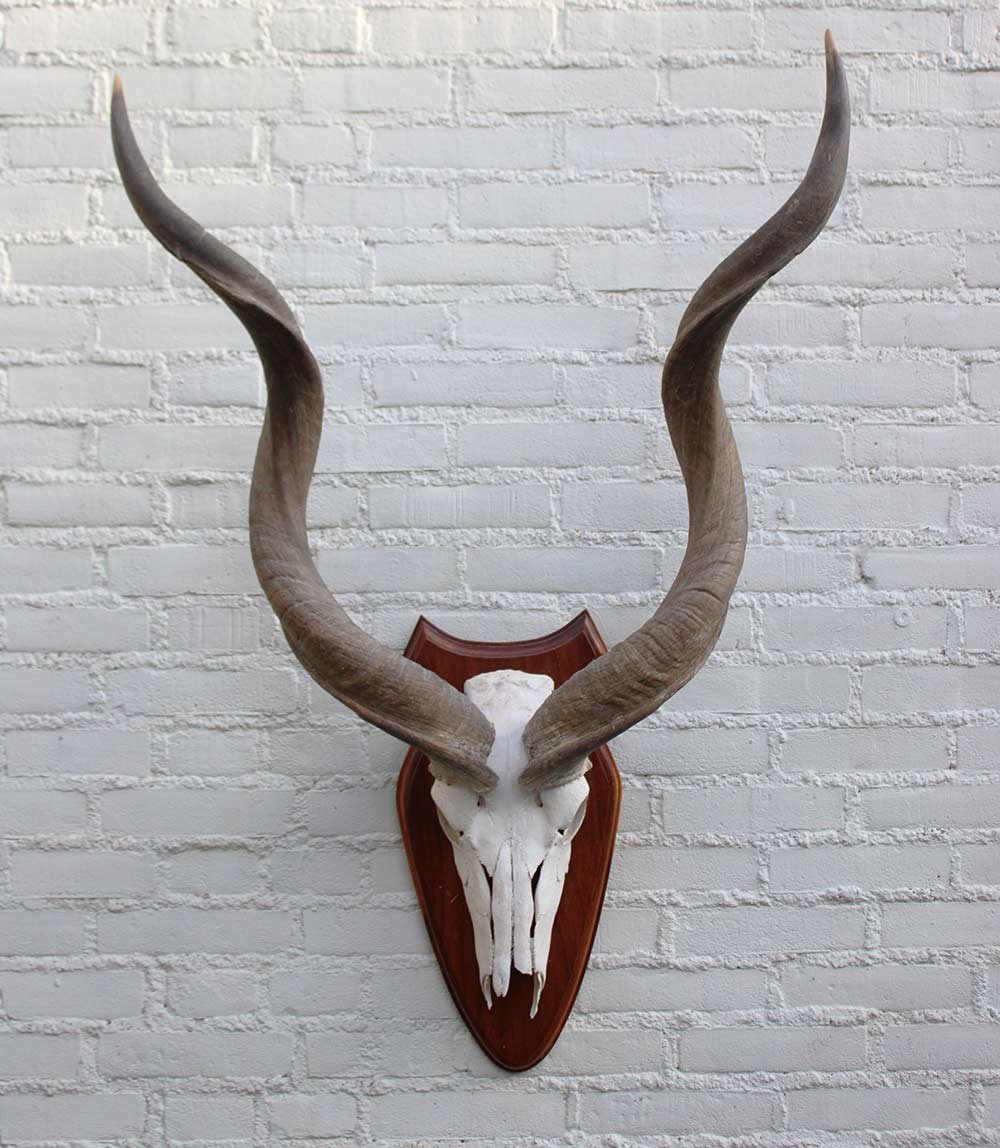 Schedel KUDU ANTILOPE op houten schild
