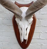 Schedel KUDU ANTILOPE op houten schild