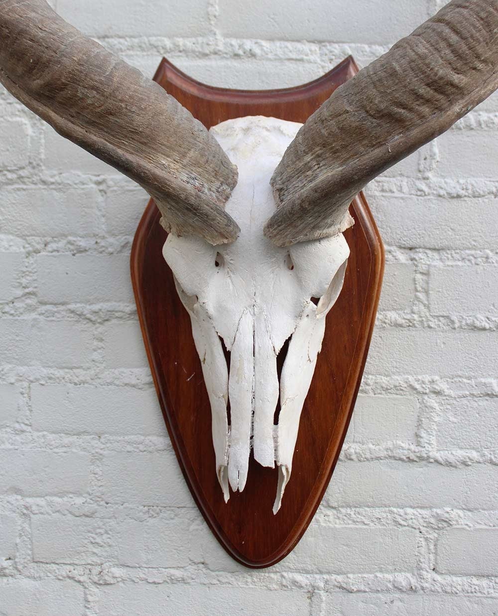 Schedel KUDU ANTILOPE op houten schild