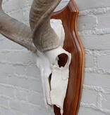 Schedel KUDU ANTILOPE op houten schild