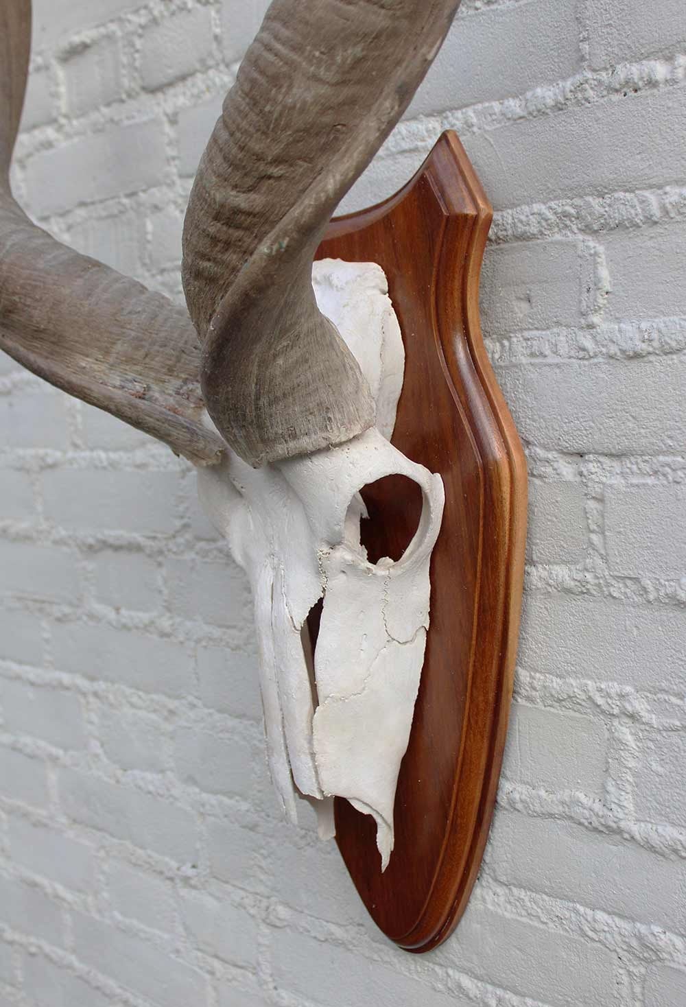 Schedel KUDU ANTILOPE op houten schild