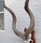 Schedel KUDU ANTILOPE op houten schild