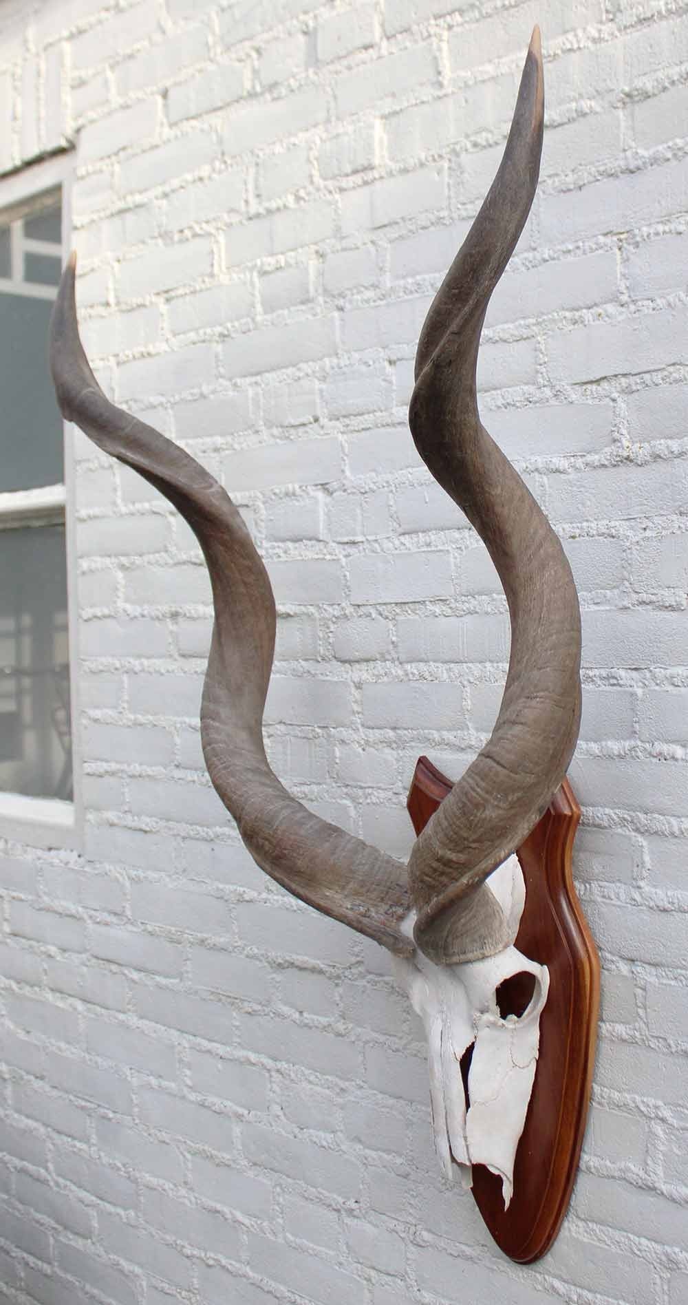 Schedel KUDU ANTILOPE op houten schild