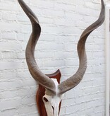 Schedel KUDU ANTILOPE op houten schild