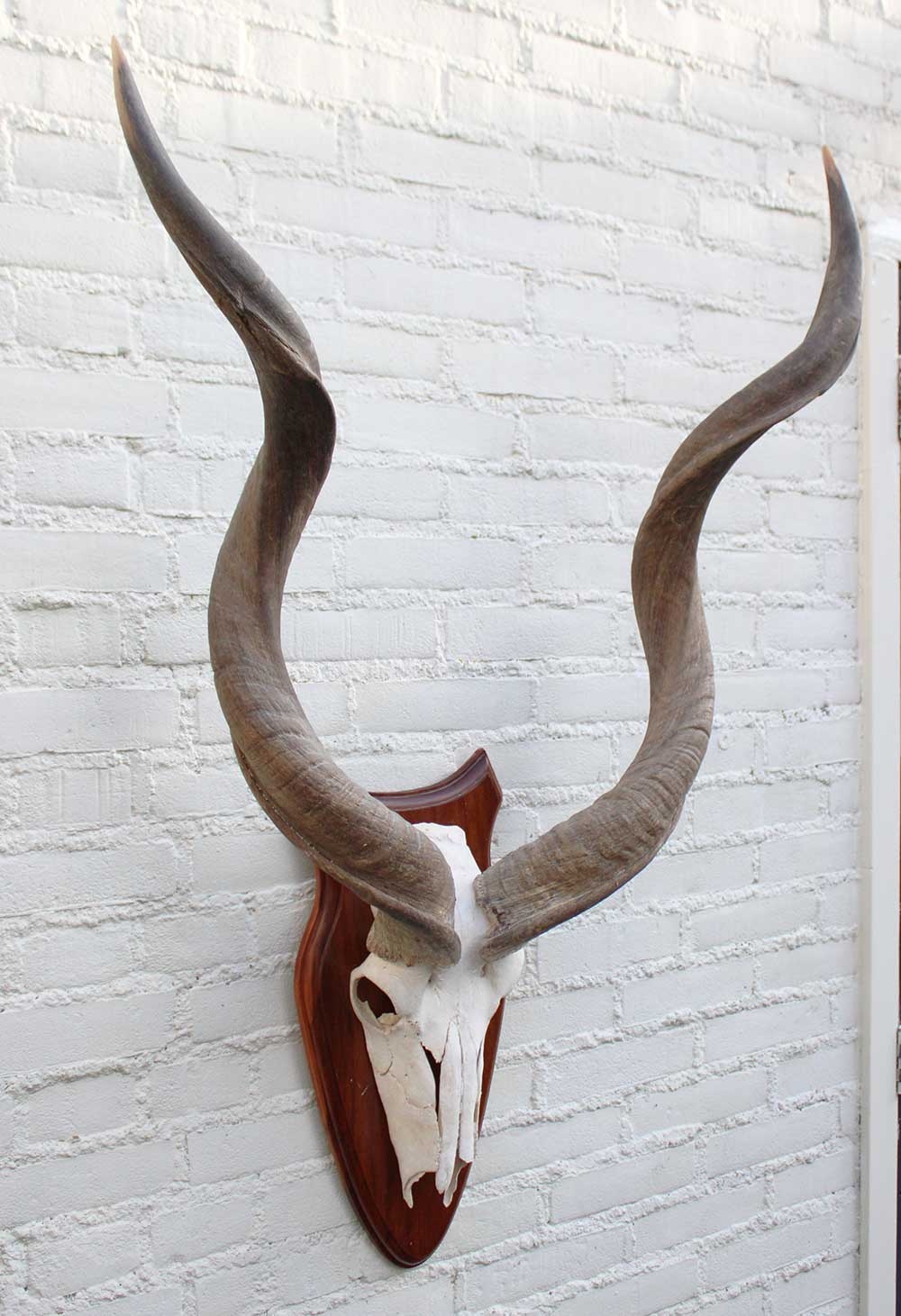 Schedel KUDU ANTILOPE op houten schild