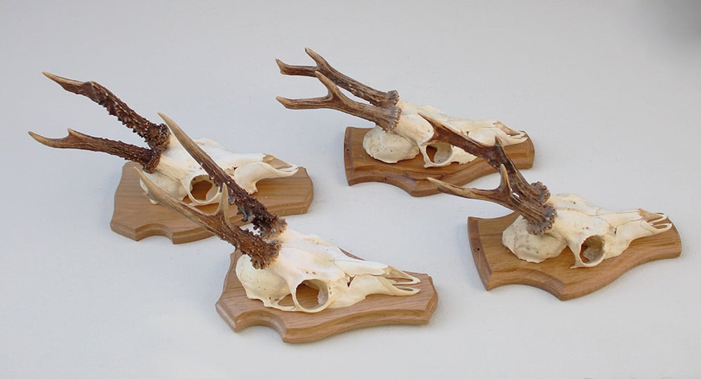 4 x REE GEWEI op licht houten schild met kaakdeeltjes