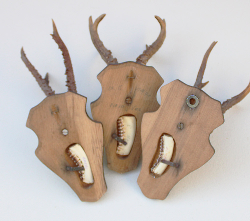 3 xdecoratief REE GEWEI op houten schild  - met kaakdeeltjes