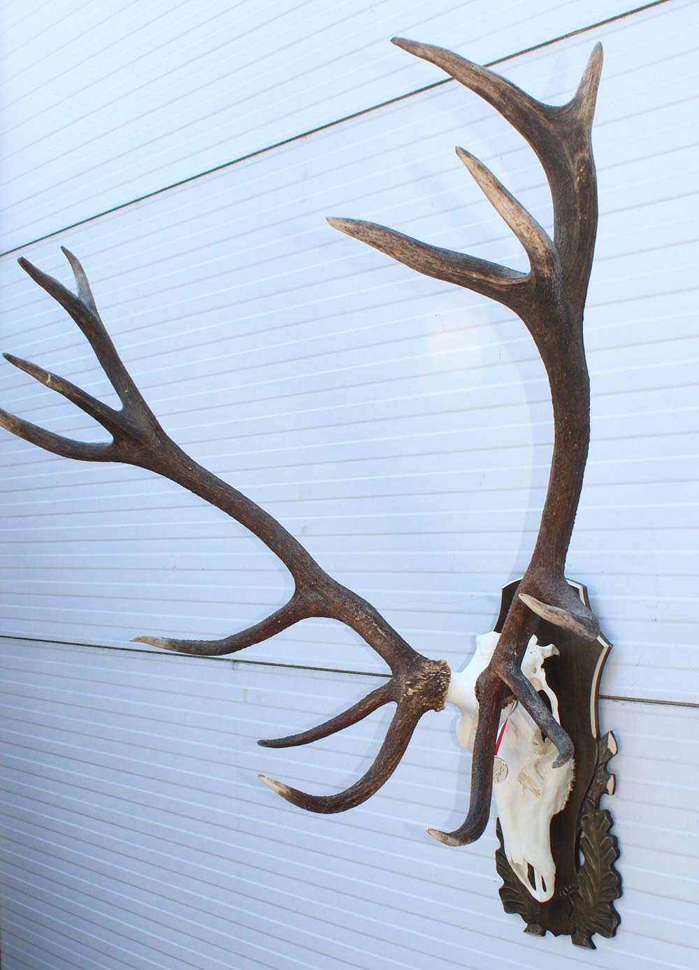 Groot EDELHERT GEWEI ongelijke 16-ender - op bewerkt houten schild