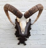 Schedel Hongaarse MOEFLON RAM op dubbel houten schild