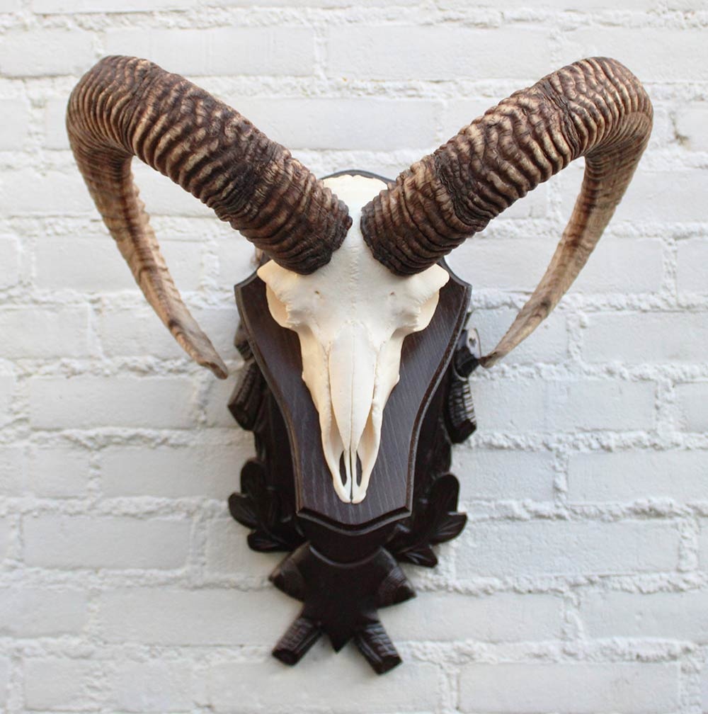 Schedel Hongaarse MOEFLON RAM op dubbel houten schild