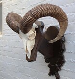 Schedel Hongaarse MOEFLON RAM op dubbel houten schild