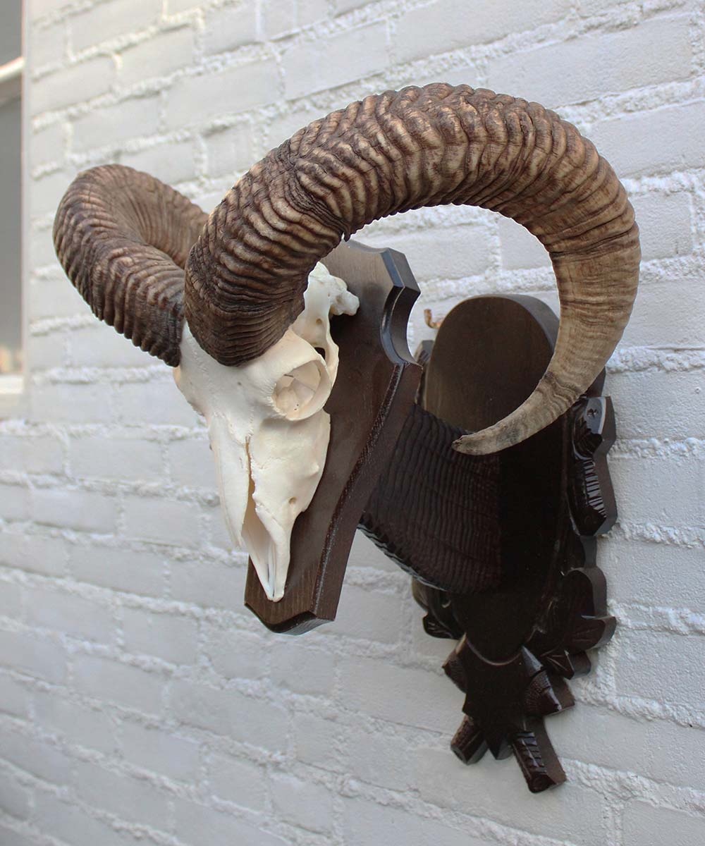 Schedel Hongaarse MOEFLON RAM op dubbel houten schild