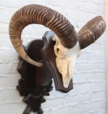 Schedel Hongaarse MOEFLON RAM op dubbel houten schild