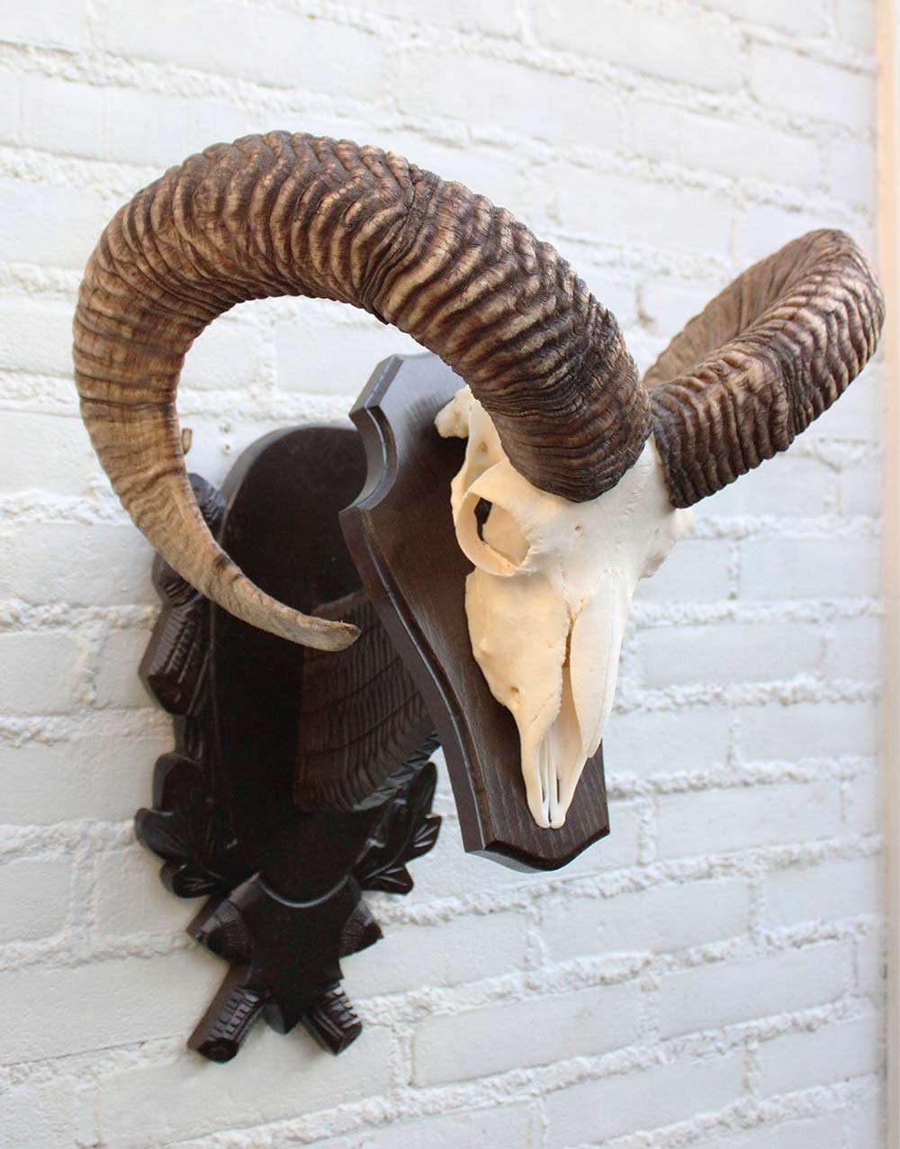 Schedel Hongaarse MOEFLON RAM op dubbel houten schild