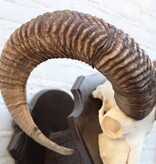 Schedel Hongaarse MOEFLON RAM op dubbel houten schild