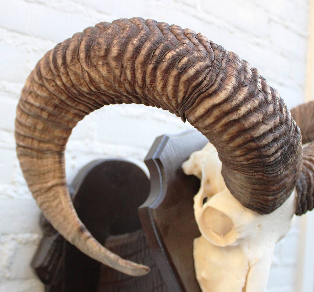 Schedel Hongaarse MOEFLON RAM op dubbel houten schild