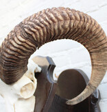 Schedel Hongaarse MOEFLON RAM op dubbel houten schild