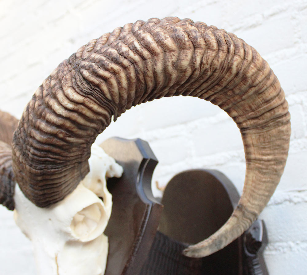 Schedel Hongaarse MOEFLON RAM op dubbel houten schild