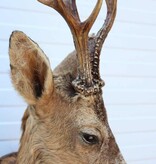 Grote opgezette kop REE BOK in zomervel - zevenender gewei