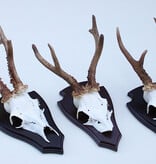 3 x groot Engels REE GEWEI op houten schild - met kaakdeeltjes