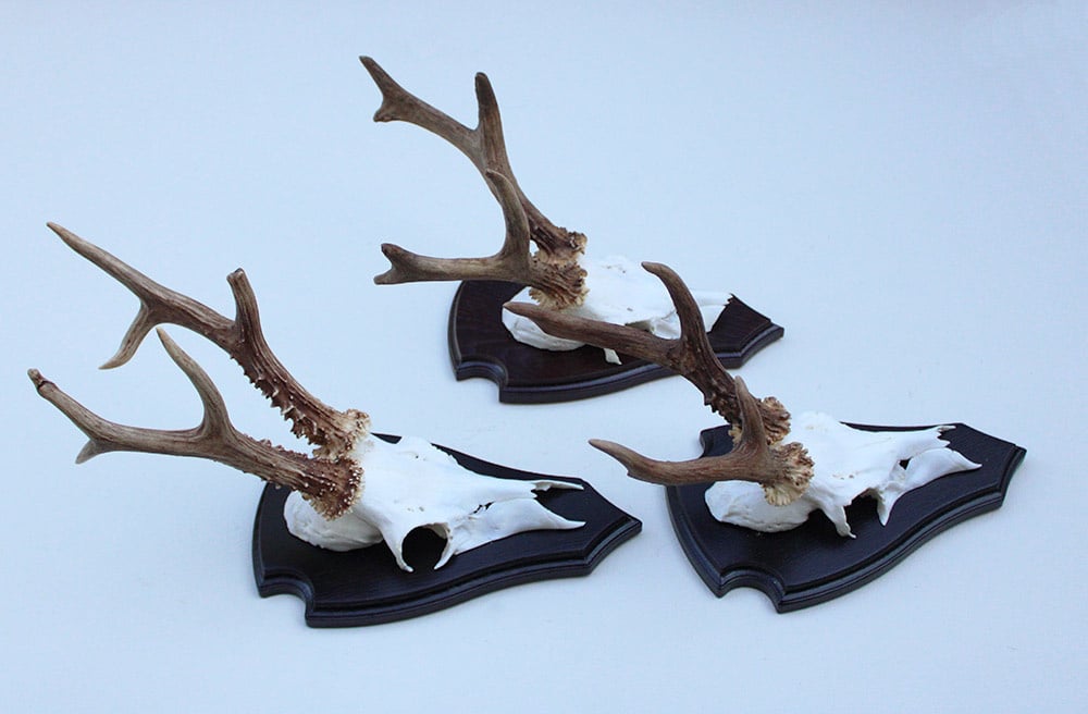 3 x groot Engels REE GEWEI op houten schild - met kaakdeeltjes