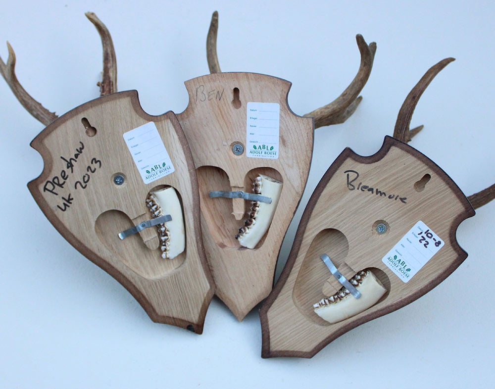 3 x groot Engels REE GEWEI op houten schild - met kaakdeeltjes
