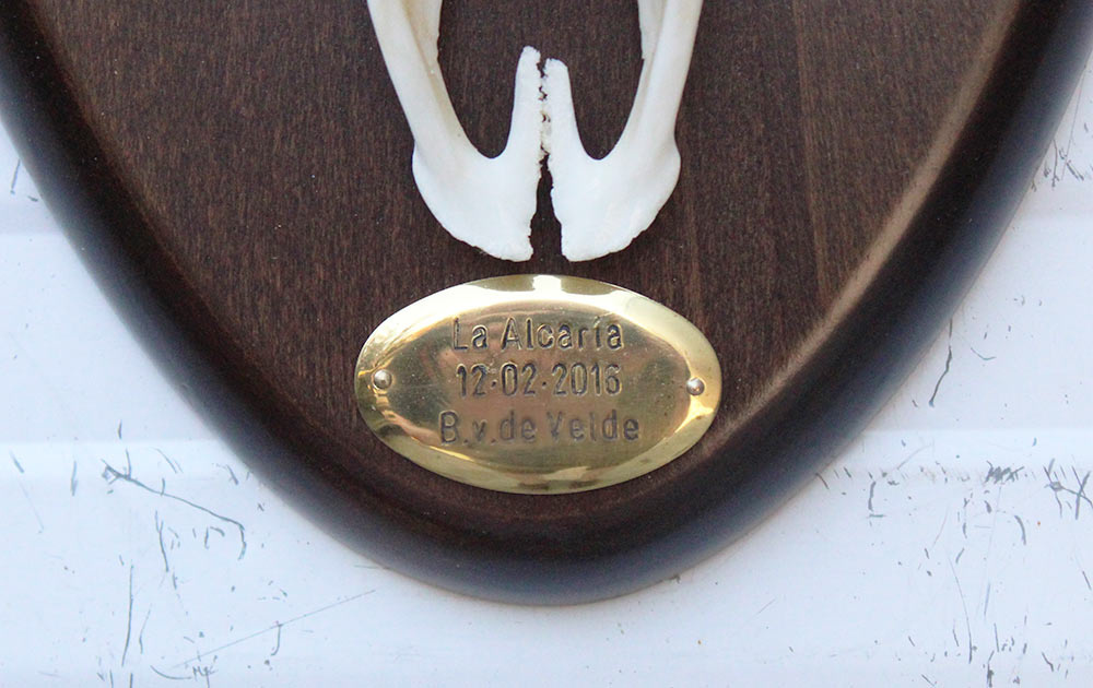 Groot Spaans DAMHERT GEWEI  - op ovaal houten  schild