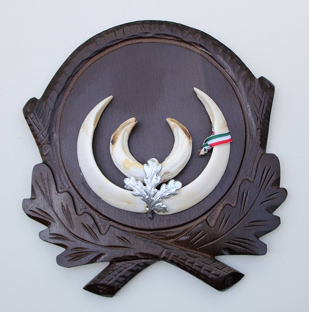 Groot schild tanden EVERZWIJN / WILD ZWIJN  - Hongarije