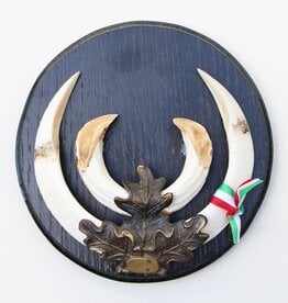 Groot schild tanden EVERZWIJN / WILD ZWIJN - ref.  GE20