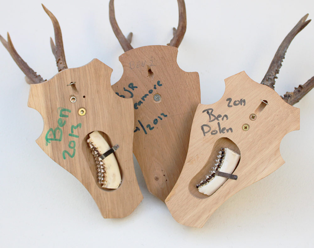3 x zesender REE GEWEI op licht houten schild met kaakdeeltjes